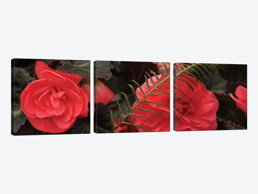 Close-Up Of Coral Color Begonia Flowers by Panoramic Images 3-piece Canvas Art