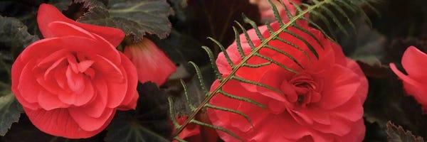 Begonias: Close-Up Of Coral Color Begonia Flowers by Panoramic Images