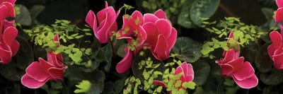 Close-Up Of Cyclamen Plant by Panoramic Images canvas print