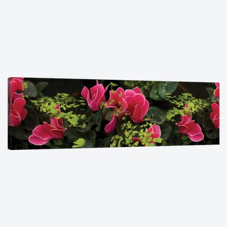 Close-Up Of Cyclamen Plant Canvas Print #PIM14410} by Panoramic Images Canvas Wall Art