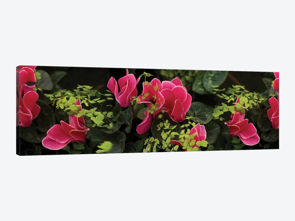Close-Up Of Cyclamen Plant by Panoramic Images 1-piece Canvas Wall Art