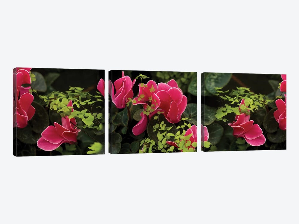 Close-Up Of Cyclamen Plant by Panoramic Images 3-piece Canvas Art