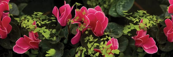 Close-Up Of Cyclamen Plant