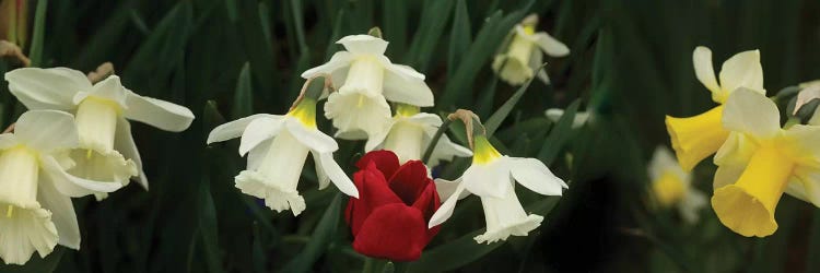 Close-Up Of Daffodil Flowers With A Red Tulip