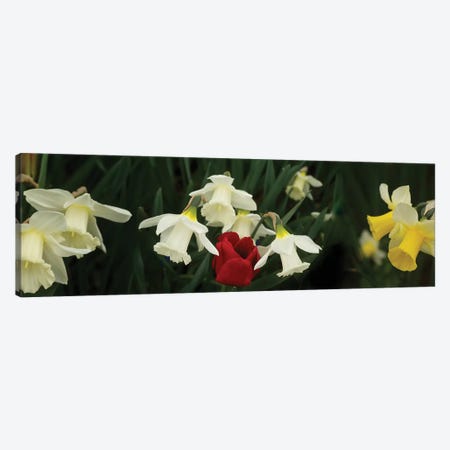 Close-Up Of Daffodil Flowers With A Red Tulip Canvas Print #PIM14411} by Panoramic Images Canvas Art