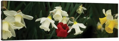 Close-Up Of Daffodil Flowers With A Red Tulip Canvas Art Print - Daffodil Art