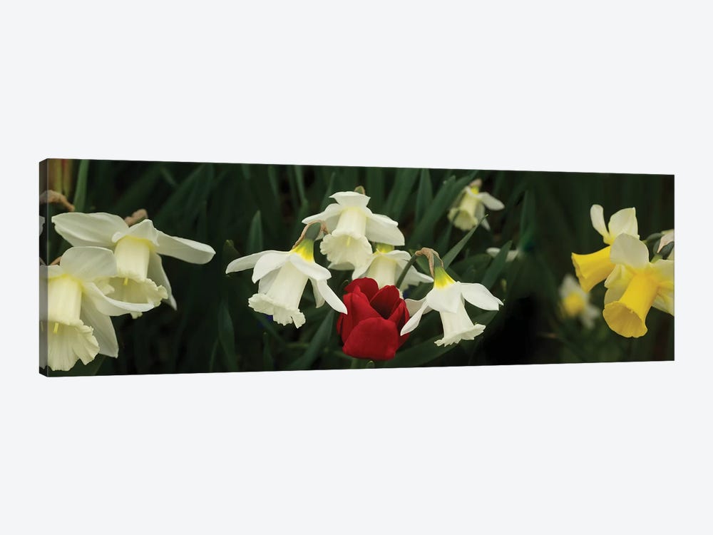 Close-Up Of Daffodil Flowers With A Red Tulip by Panoramic Images 1-piece Canvas Print