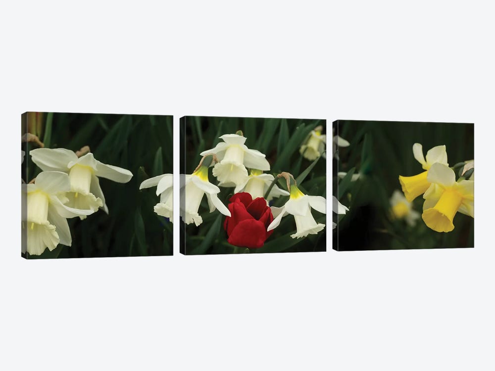 Close-Up Of Daffodil Flowers With A Red Tulip by Panoramic Images 3-piece Canvas Art Print