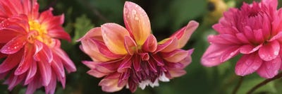 Close-Up Of Dahlia Flowers Blooming On Plant I by Panoramic Images multi panel art