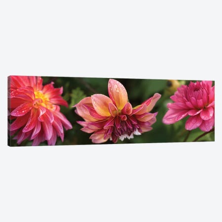 Close-Up Of Dahlia Flowers Blooming On Plant I Canvas Print #PIM14412} by Panoramic Images Canvas Art