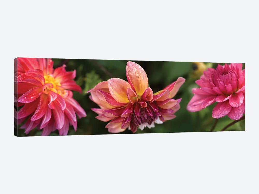 Close-Up Of Dahlia Flowers Blooming On Plant I by Panoramic Images 1-piece Canvas Wall Art