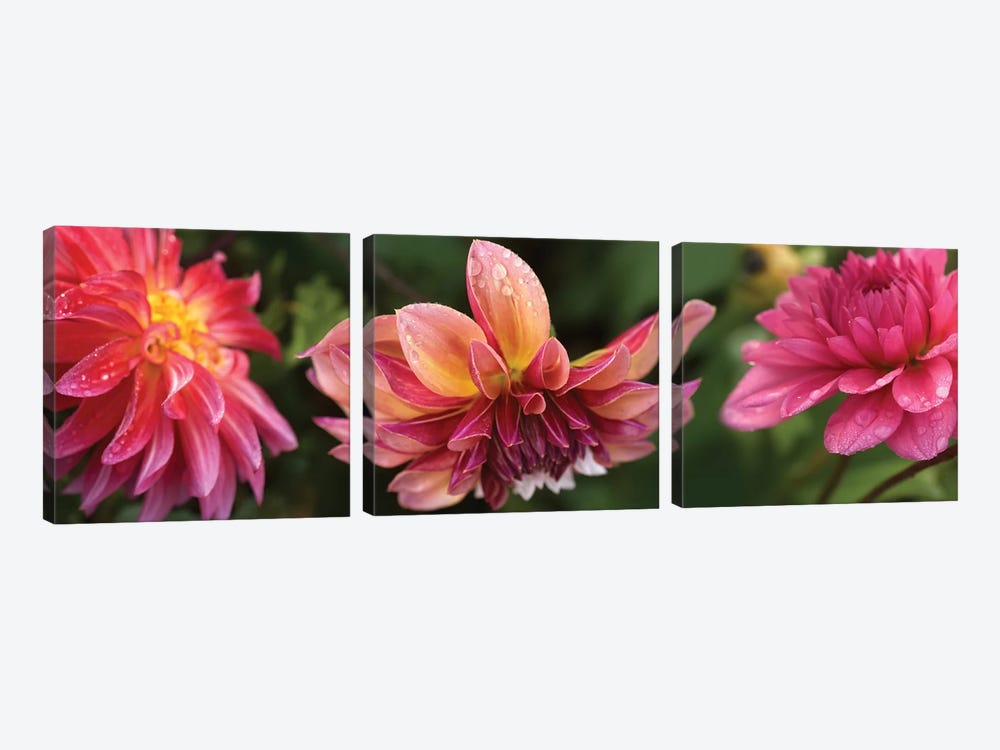 Close-Up Of Dahlia Flowers Blooming On Plant I by Panoramic Images 3-piece Canvas Art