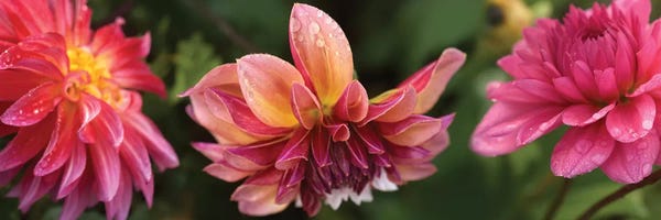 Dahlias: Close-Up Of Dahlia Flowers Blooming On Plant I by Panoramic Images