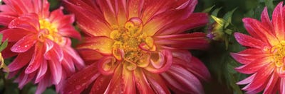 Close-Up Of Dahlia Flowers Blooming On Plant II by Panoramic Images canvas print