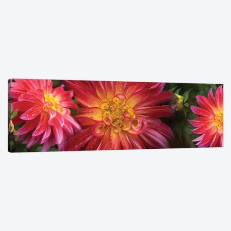 Close-Up Of Dahlia Flowers Blooming On Plant II Canvas Print #PIM14413} by Panoramic Images Canvas Artwork