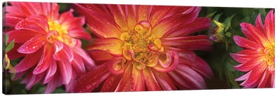 Close-Up Of Dahlia Flowers Blooming On Plant II Canvas Art Print - Dahlia Art