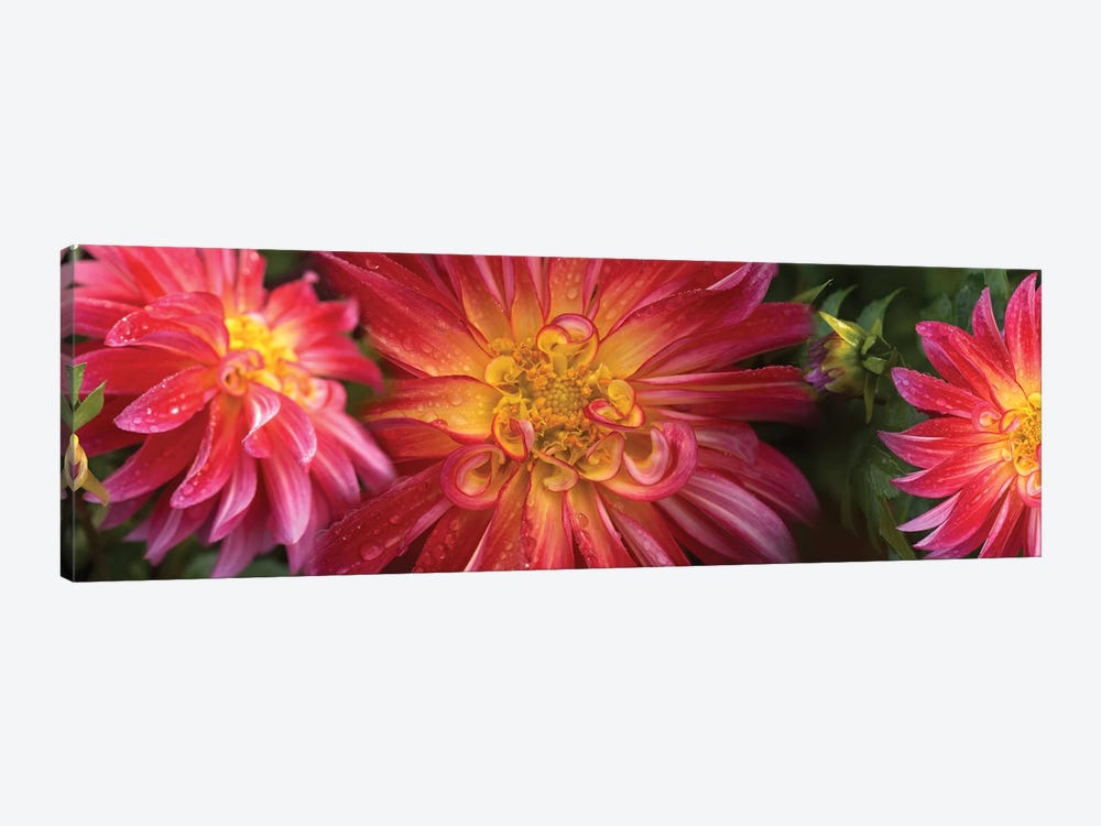 Close-Up Of Dahlia Flowers Blooming On Plant II by Panoramic Images 1-piece Canvas Art Print