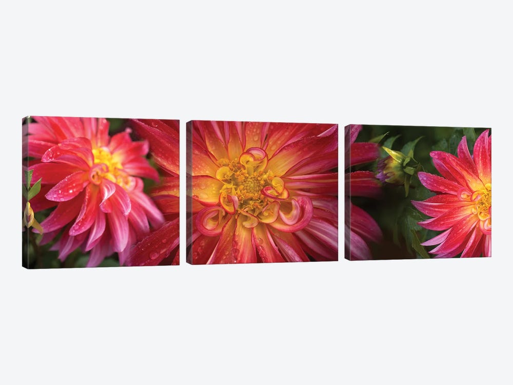 Close-Up Of Dahlia Flowers Blooming On Plant II by Panoramic Images 3-piece Art Print