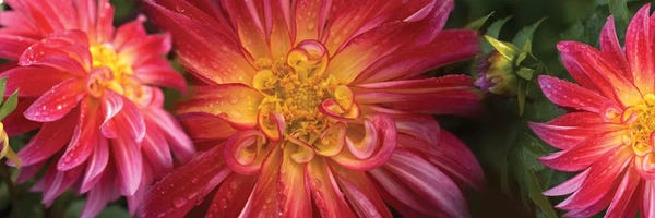 Dahlias: Close-Up Of Dahlia Flowers Blooming On Plant II by Panoramic Images