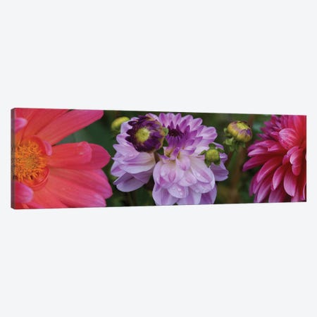 Close-Up Of Dahlia Flowers Blooming On Plant III Canvas Print #PIM14414} by Panoramic Images Canvas Print