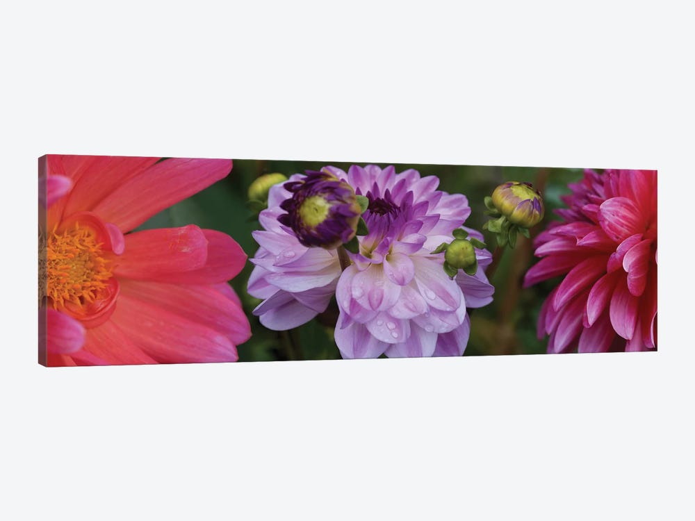 Close-Up Of Dahlia Flowers Blooming On Plant III by Panoramic Images 1-piece Canvas Wall Art