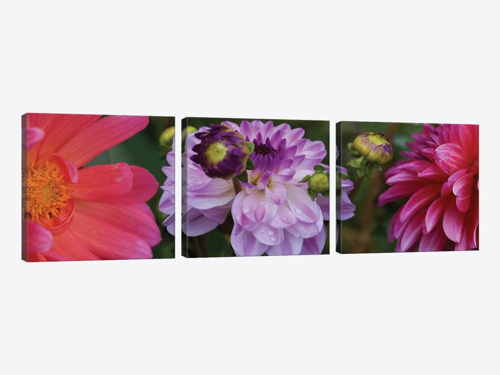 Close-Up Of Dahlia Flowers Blooming On Plant III by Panoramic Images 3-piece Canvas Wall Art
