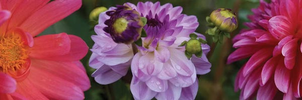 Dahlias: Close-Up Of Dahlia Flowers Blooming On Plant III by Panoramic Images