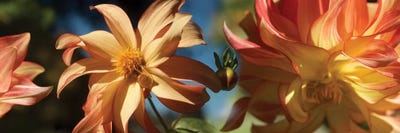 Close-Up Of Dahlia Flowers Blooming On Plant IV by Panoramic Images multi panel art