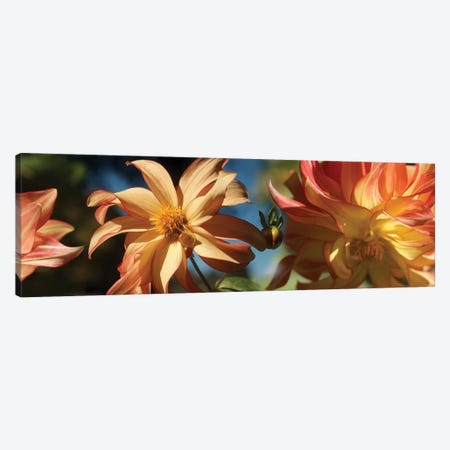 Close-Up Of Dahlia Flowers Blooming On Plant IV Canvas Print #PIM14415} by Panoramic Images Art Print
