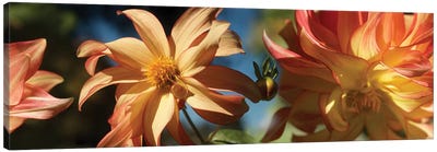 Close-Up Of Dahlia Flowers Blooming On Plant IV Canvas Art Print - Dahlia Art