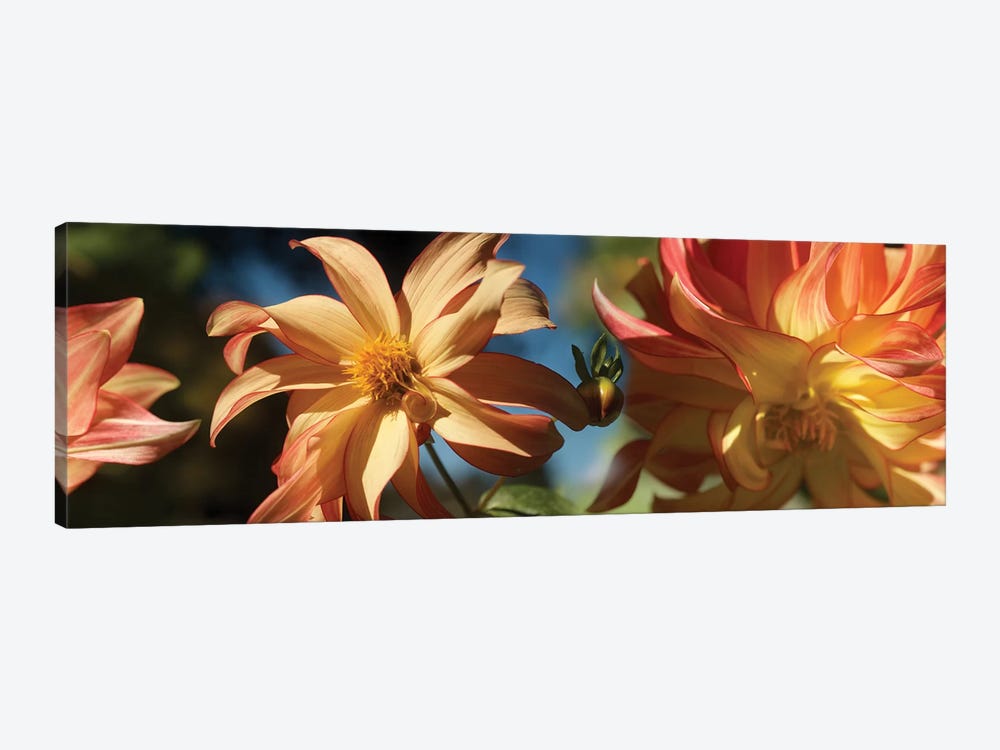 Close-Up Of Dahlia Flowers Blooming On Plant IV by Panoramic Images 1-piece Canvas Art Print