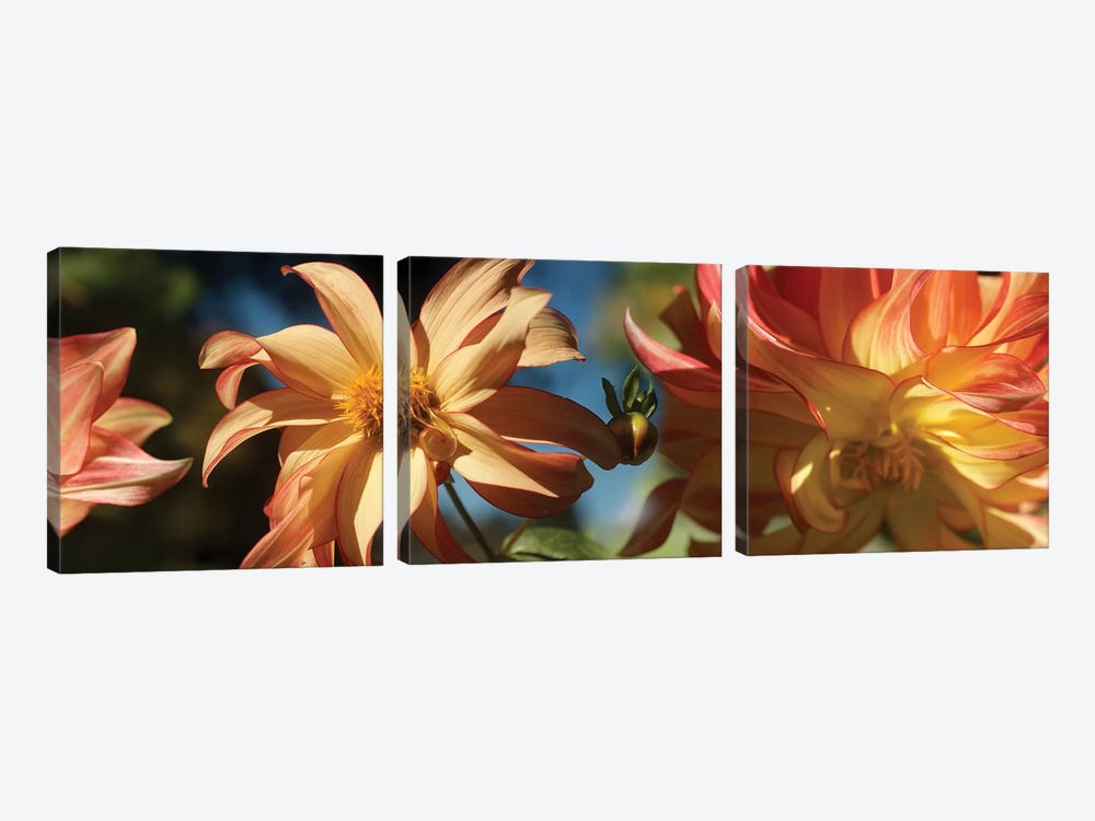 Close-Up Of Dahlia Flowers Blooming On Plant IV by Panoramic Images 3-piece Art Print