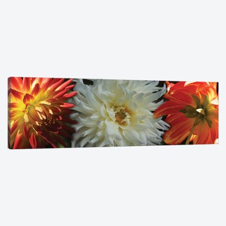Close-Up Of Dahlia Flowers Blooming On Plant V Canvas Print #PIM14416} by Panoramic Images Art Print