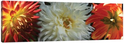 Close-Up Of Dahlia Flowers Blooming On Plant V Canvas Art Print - Dahlia Art