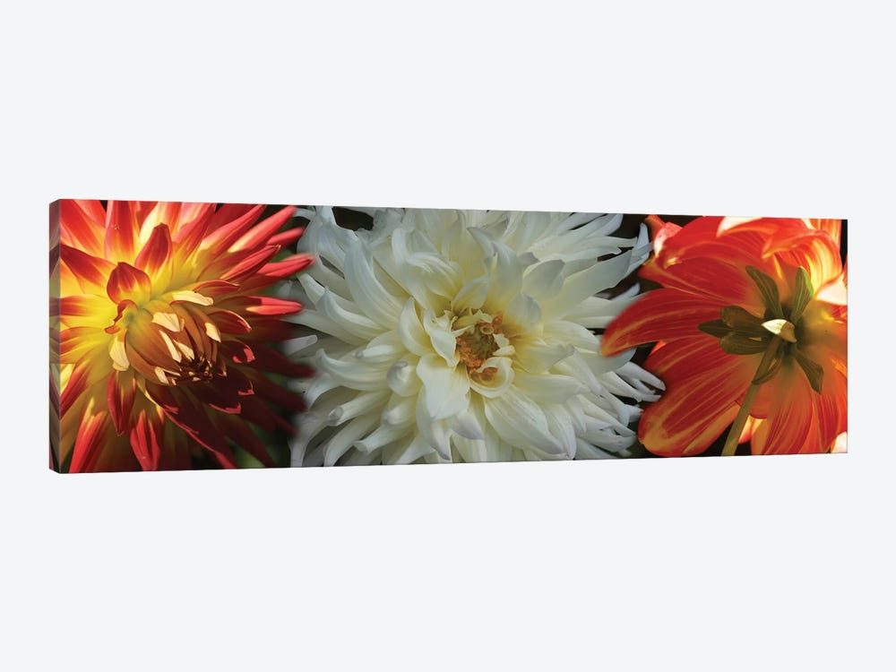 Close-Up Of Dahlia Flowers Blooming On Plant V by Panoramic Images 1-piece Canvas Art