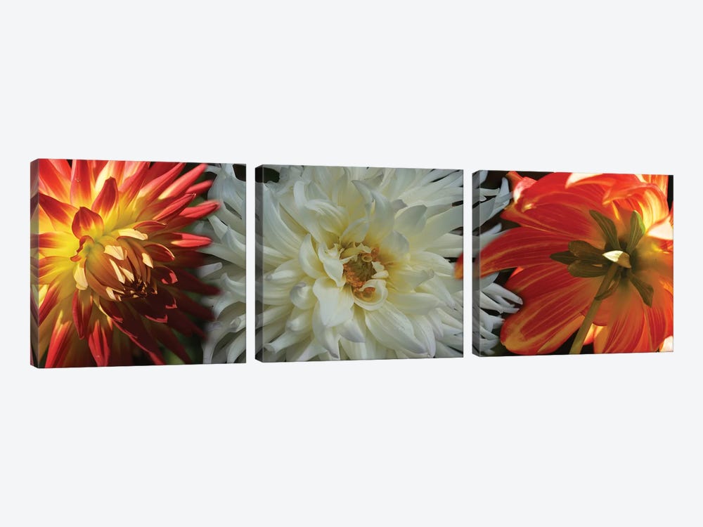 Close-Up Of Dahlia Flowers Blooming On Plant V by Panoramic Images 3-piece Canvas Wall Art