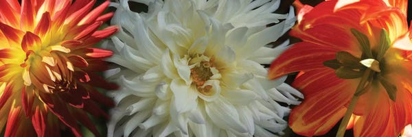 Dahlias: Close-Up Of Dahlia Flowers Blooming On Plant V by Panoramic Images