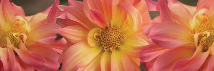 Close-Up Of Dahlia Flowers Blooming On Plant VI