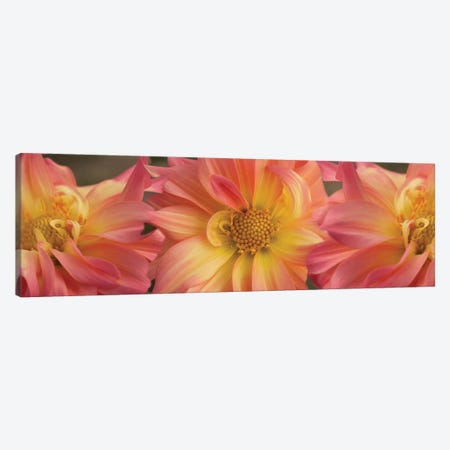 Close-Up Of Dahlia Flowers Blooming On Plant VI Canvas Print #PIM14417} by Panoramic Images Canvas Print