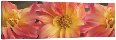 Close-Up Of Dahlia Flowers Blooming On Plant VI Canvas Art Print - Dahlia Art