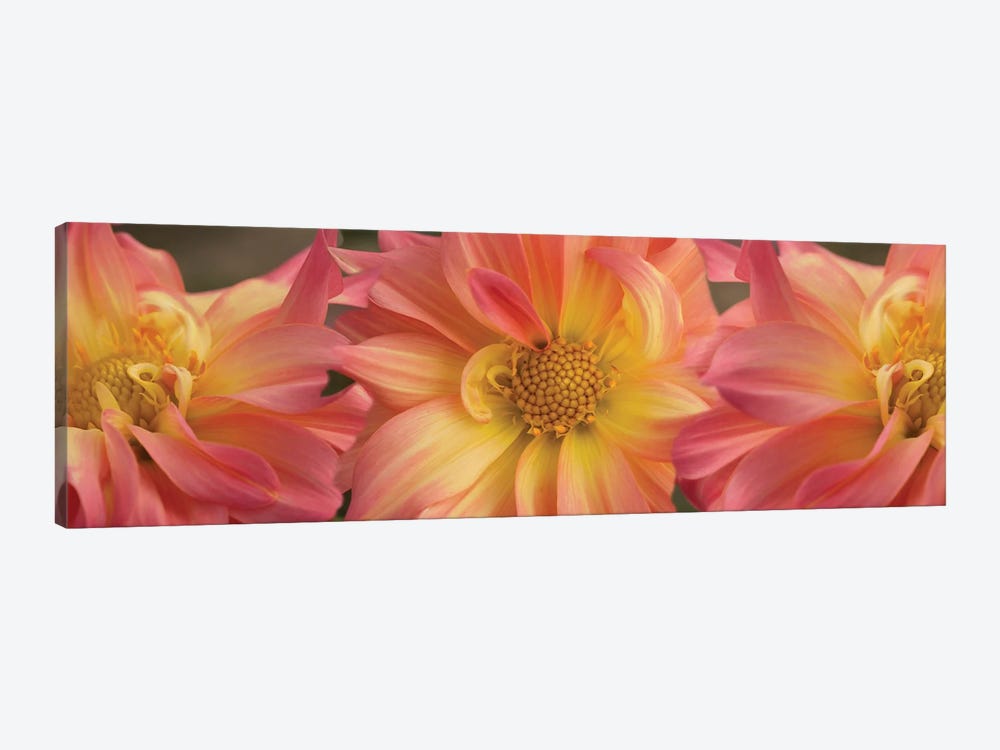 Close-Up Of Dahlia Flowers Blooming On Plant VI by Panoramic Images 1-piece Canvas Print