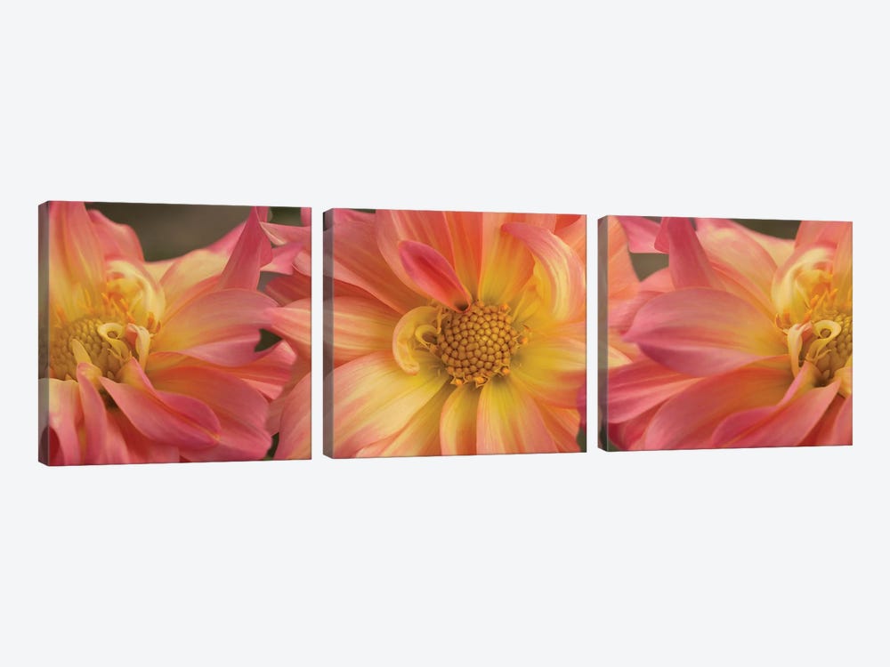 Close-Up Of Dahlia Flowers Blooming On Plant VI by Panoramic Images 3-piece Canvas Print