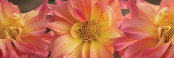 Dahlias: Close-Up Of Dahlia Flowers Blooming On Plant VI by Panoramic Images