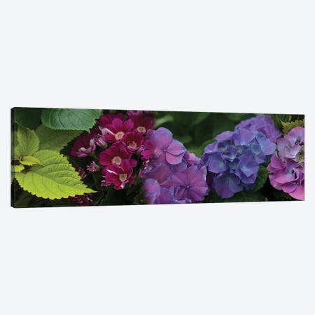 Close-Up Of Daisy And Hydrangeas Flowers Canvas Print #PIM14418} by Panoramic Images Canvas Artwork
