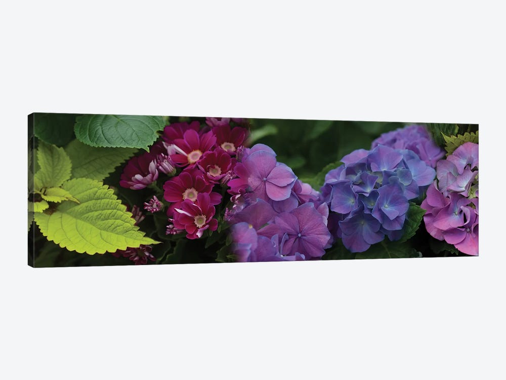 Close-Up Of Daisy And Hydrangeas Flowers by Panoramic Images 1-piece Canvas Artwork