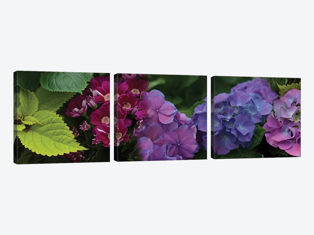 Close-Up Of Daisy And Hydrangeas Flowers by Panoramic Images 3-piece Canvas Artwork