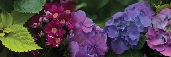 Daisies: Close-Up Of Daisy And Hydrangeas Flowers by Panoramic Images