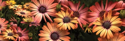 Close-Up Of Daisy Flowers In Bloom I by Panoramic Images multi panel art