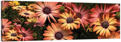 Close-Up Of Daisy Flowers In Bloom I Canvas Art Print - Daisy Art