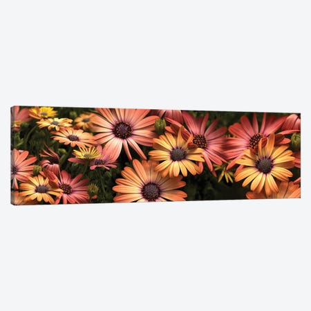 Close-Up Of Daisy Flowers In Bloom I Canvas Print #PIM14419} by Panoramic Images Canvas Art